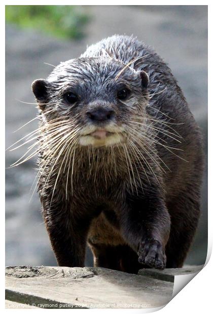  Asian short clawed otter Print by Ray Putley