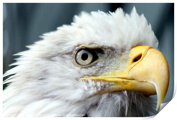 Bald Eagle Print by Ray Putley