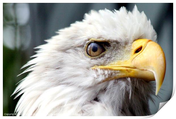 Bald Eagle Print by Ray Putley