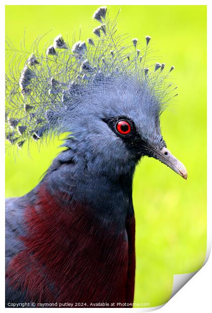 Victoria Crowned Pigeon Print by Ray Putley