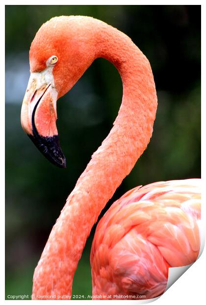 Pink Flamingo  Print by Ray Putley