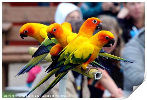 Sun Conures Print by Ray Putley