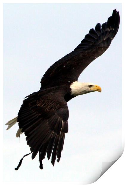 Bald Eagle Print by Ray Putley