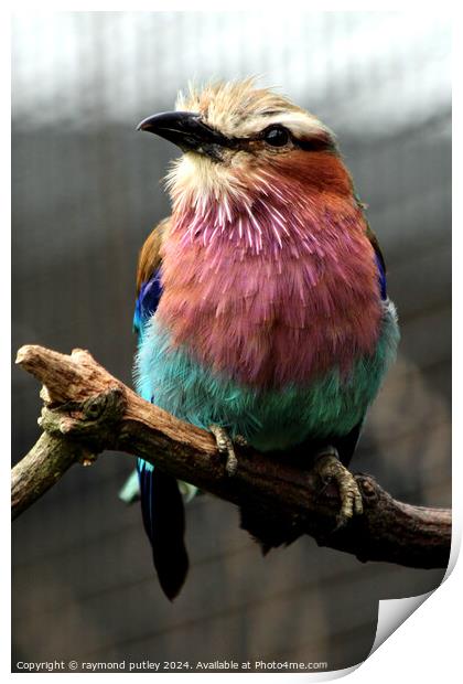 Small Lilac-Breasted Roller Print by Ray Putley