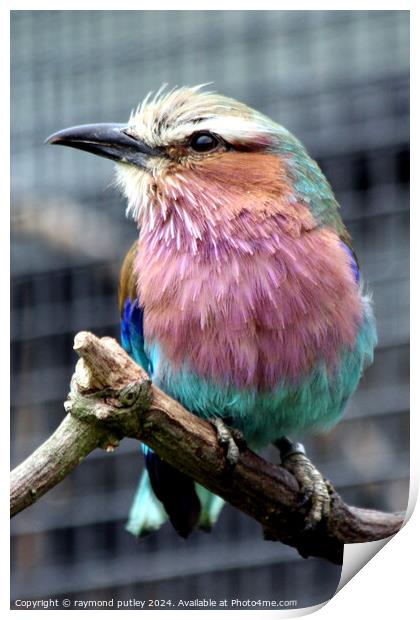 Small Lilac-Breasted Roller Print by Ray Putley
