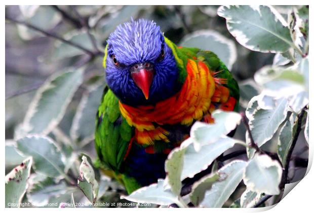 Rainbow Lorikeet Print by Ray Putley