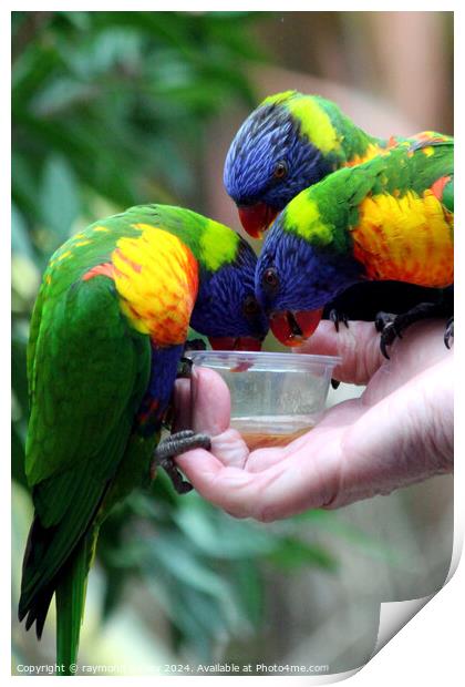 Rainbow Lorikeets Print by Ray Putley