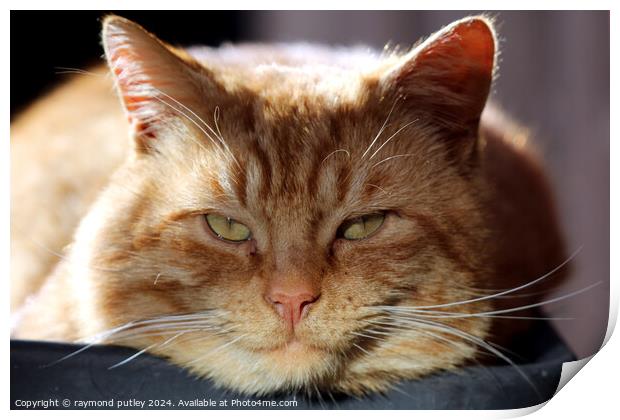 Ginger Cat laying in a plant pot Print by Ray Putley