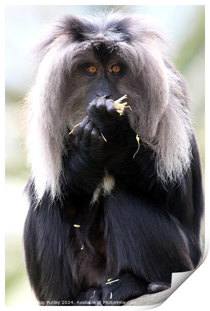 Lion Tailed Macaque Print by Ray Putley