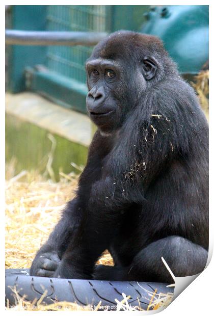 Western Lowland Gorilla Print by Ray Putley