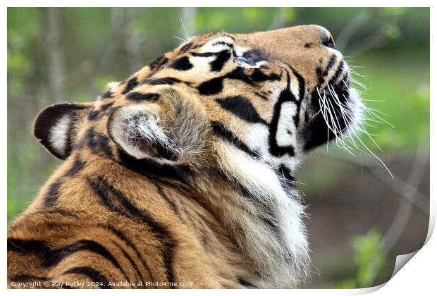 Sumatran Tiger Print by Ray Putley