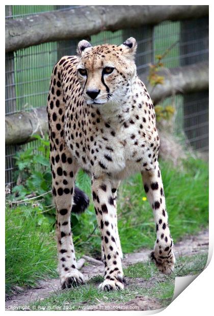 Cheetah Print by Ray Putley