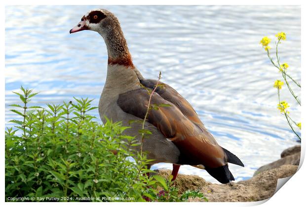 Egyptian Goose Print by Ray Putley