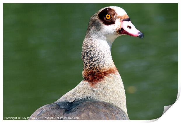 Egyptian Goose Print by Ray Putley