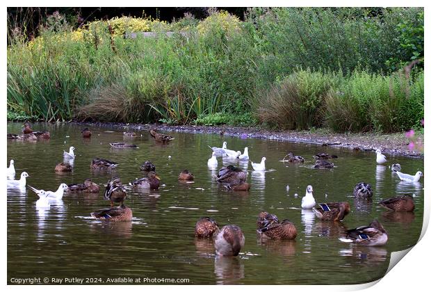 Waterfowl at the lakes edge Print by Ray Putley