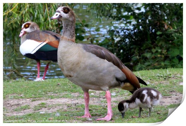 Egyptian Geese Print by Ray Putley