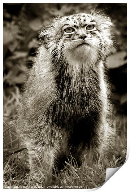 Pallas Manul   Print by Ray Putley