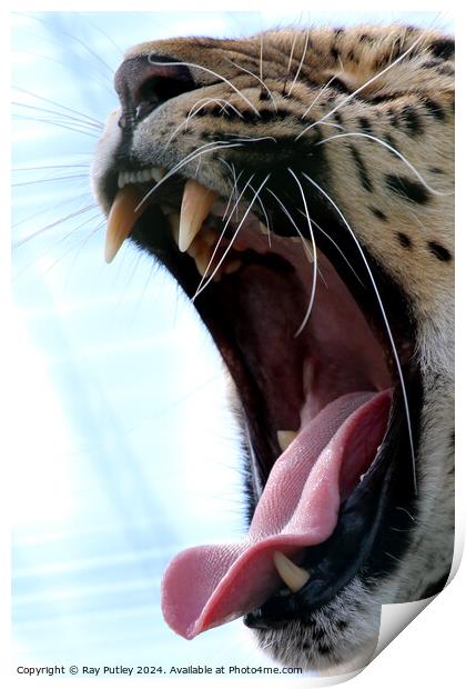 Leopards yawn Print by Ray Putley