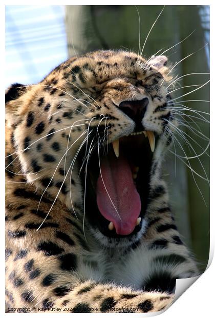 Leopards Yawn Print by Ray Putley