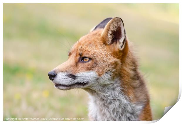 Fox portrait  Print by Brett Pearson