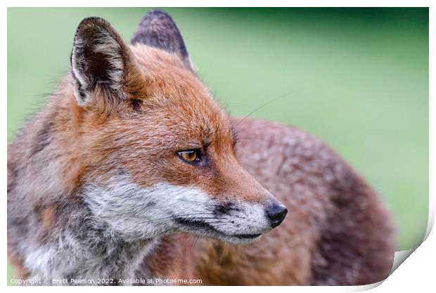 A close up of a fox Print by Brett Pearson