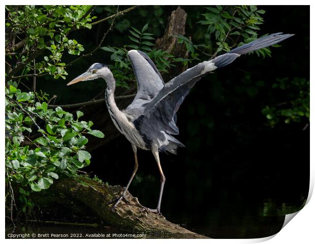 Grey Heron Print by Brett Pearson