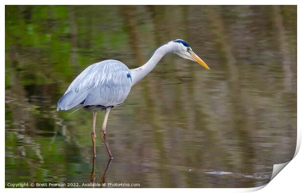 Grey Heron Print by Brett Pearson