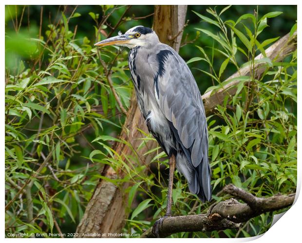 Grey Heron Print by Brett Pearson