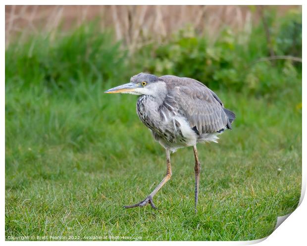 Grey Heron Print by Brett Pearson