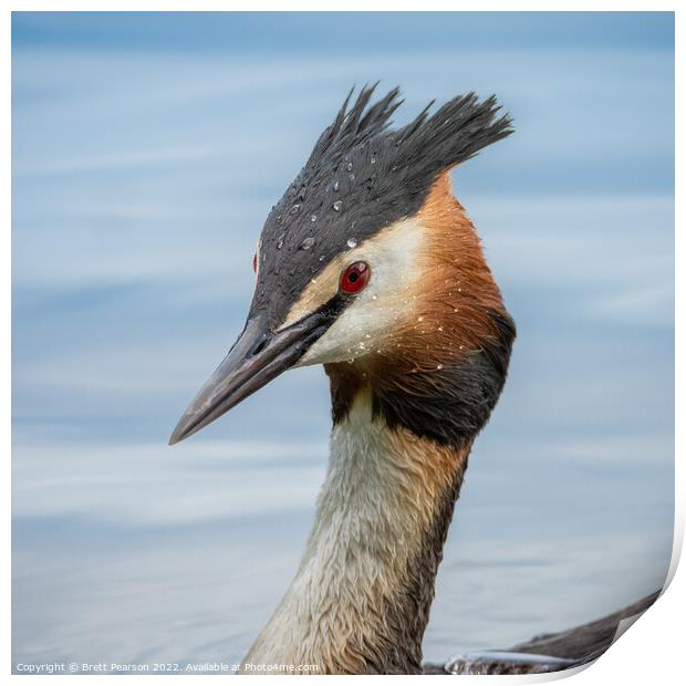 Great Crested Grebe  Print by Brett Pearson