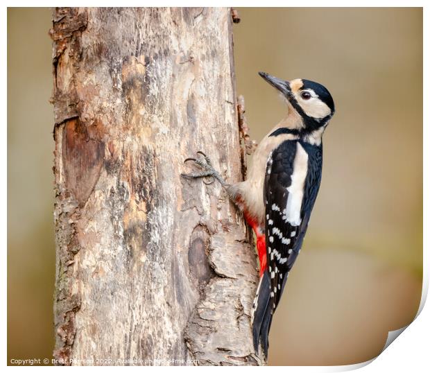Great Spotted Woodpecker Print by Brett Pearson