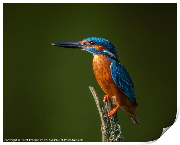 Common Kingfisher Print by Brett Pearson