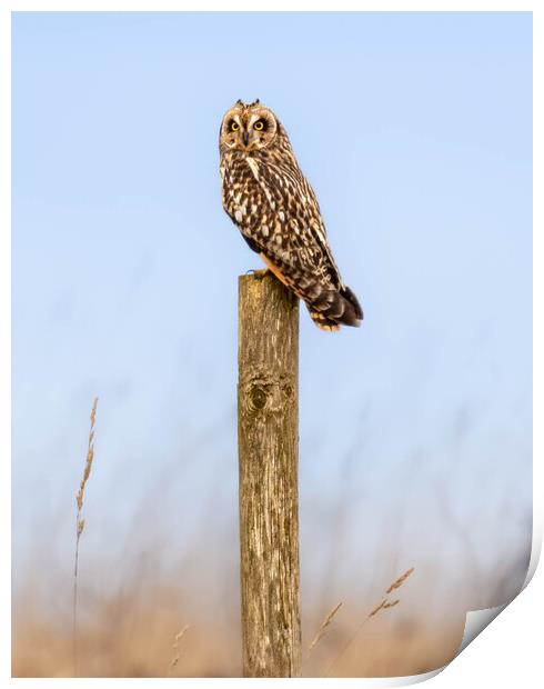Short-eared Owl Print by Brett Pearson