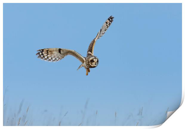 Short-eared owl Print by Brett Pearson