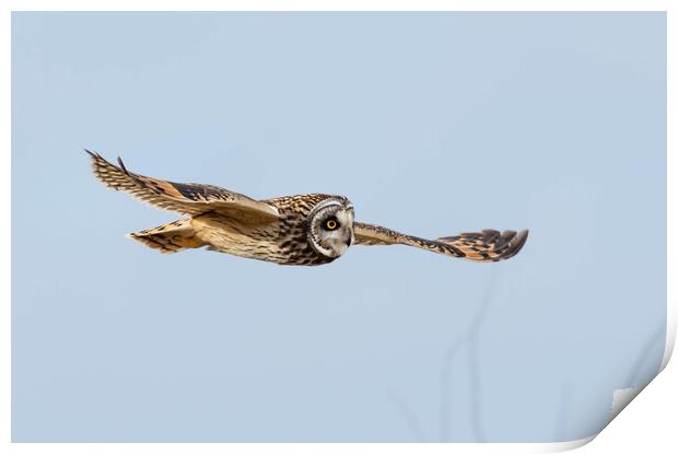 short-eared owl, Cotswold countryside Print by Brett Pearson