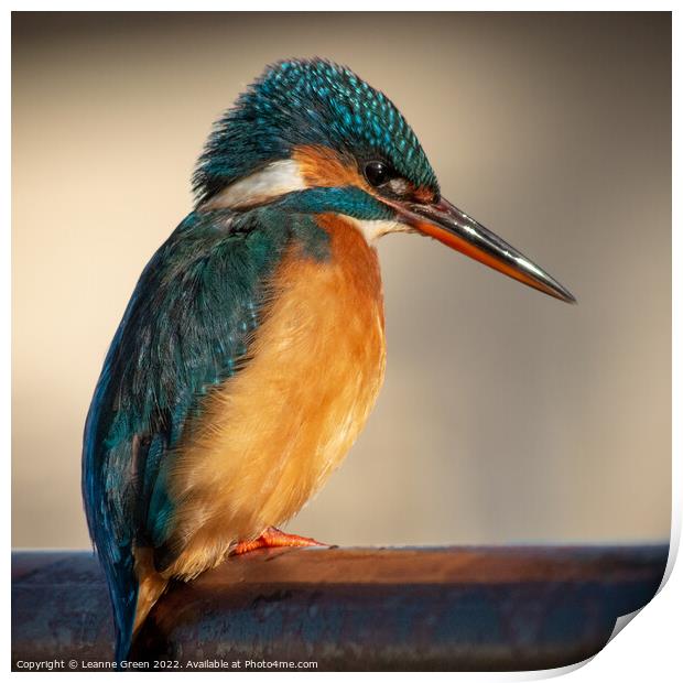 Kingfisher perched on a railing Print by Leanne Green