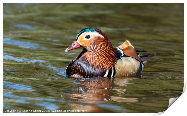 A male Mandarin duck Print by Leanne Green