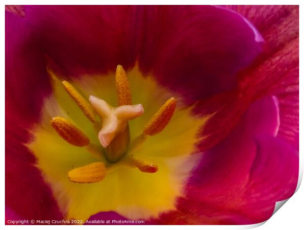 Inside Tulip Flower Print by Maciej Czuchra
