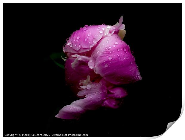 Pink Peony in Drops of Rain Print by Maciej Czuchra