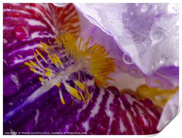 Secrets of Iris Print by Maciej Czuchra