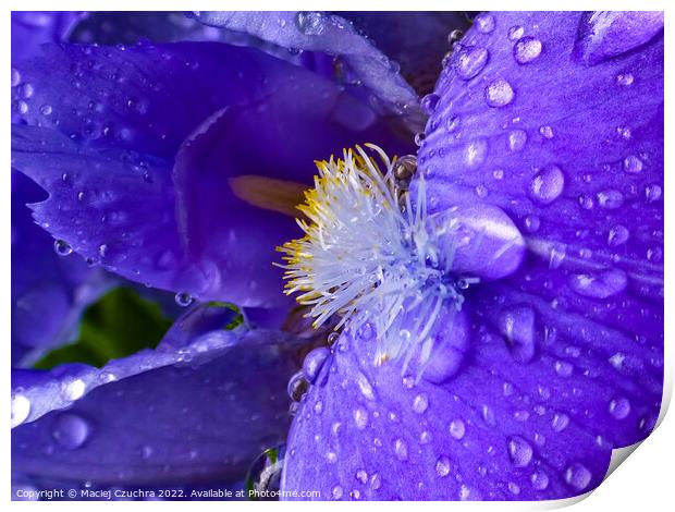 Iris in Raindrops Print by Maciej Czuchra