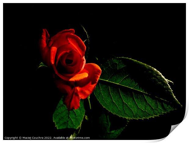 Red Rose Print by Maciej Czuchra