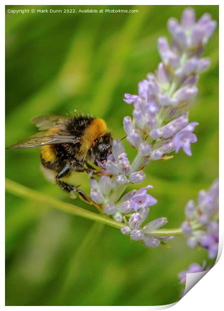 Bee on lavender Print by Mark Dunn