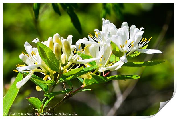 "Enchanting Honeysuckle Blossoms Dance in Spring" Print by Ken Oliver