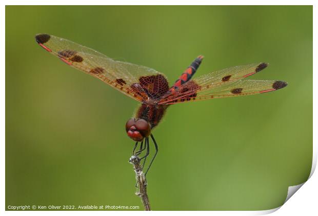 Fiery Elegance Print by Ken Oliver