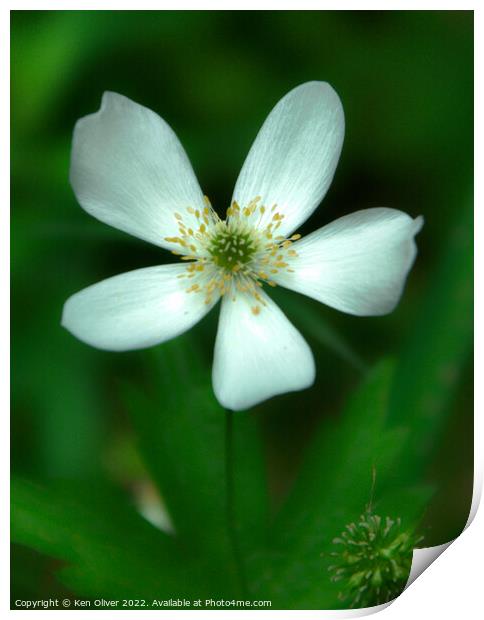 Vibrant Dance of the Canada Anemone Print by Ken Oliver