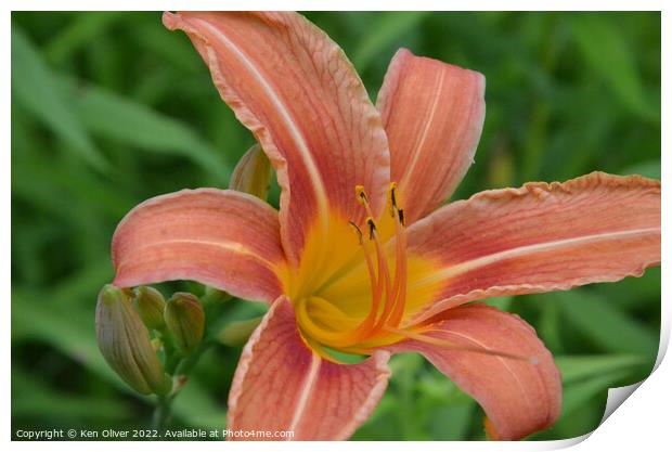 "Radiant Blossom: The Vibrant Canadian Lily" Print by Ken Oliver