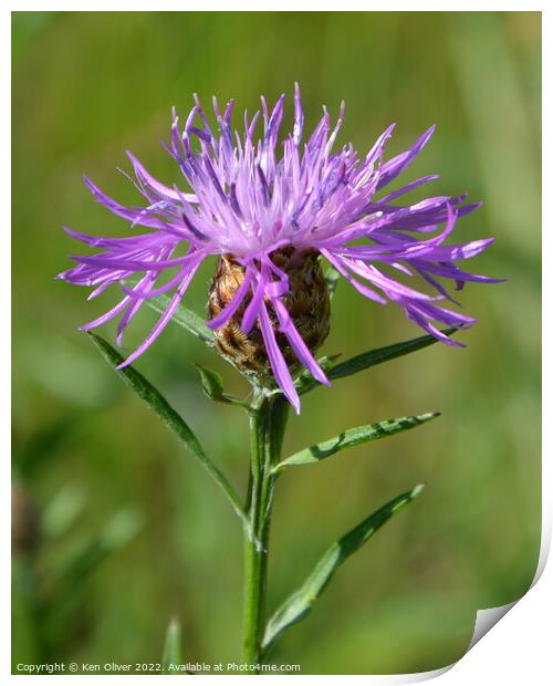 "Enchanting Beauty: A Captivating Brown Knapweed" Print by Ken Oliver