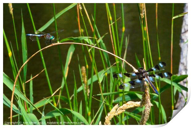 Dance of the Dragonflies Print by Ken Oliver