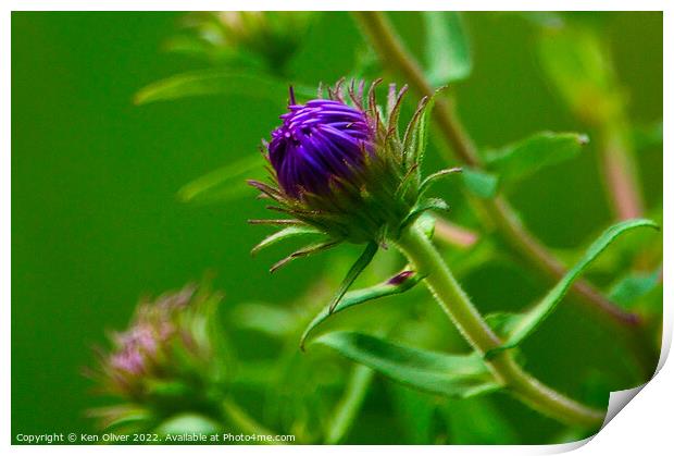 "Blooming Beauty" Print by Ken Oliver